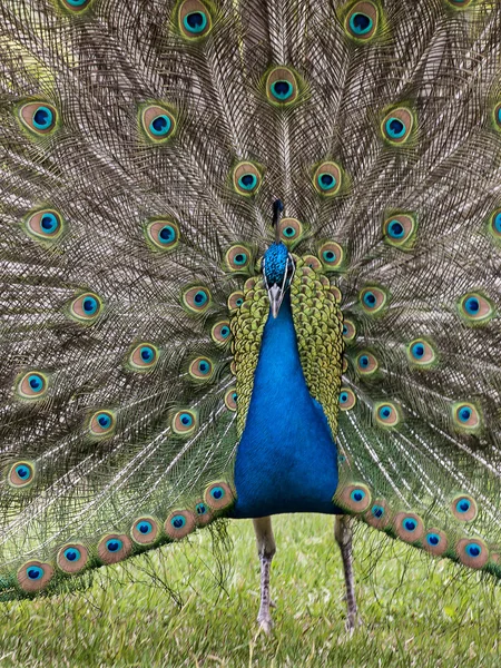 Peacock haar staart — Stockfoto