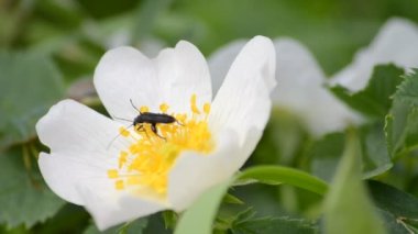 bir çiçek gelen nektarı emme böcek