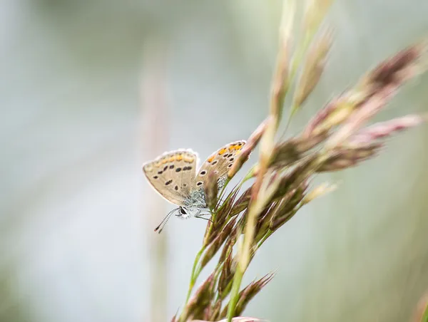 Papillon sur la tige d'une oreille — Photo