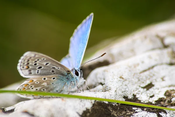 Butterfly on the stem of an ear — Stock Photo, Image