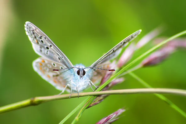 Бабочка на стебле уха — стоковое фото