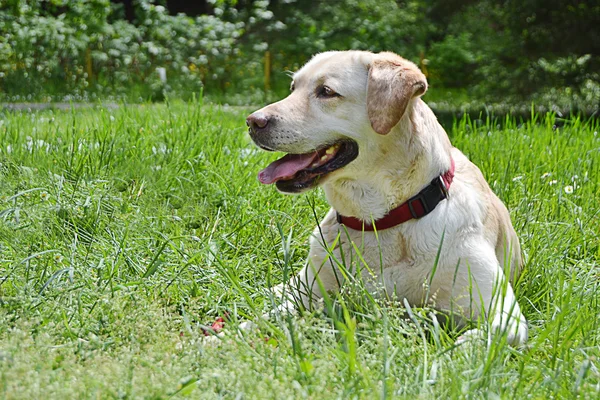 ラブラドール犬の肖像画 — ストック写真