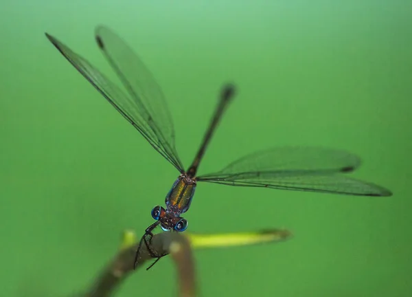 Dragonfly on a green background — Stock Photo, Image