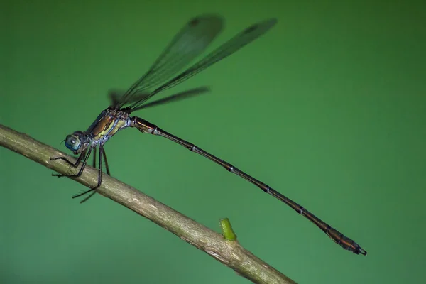 Dragonfly on a green background — Stock Photo, Image