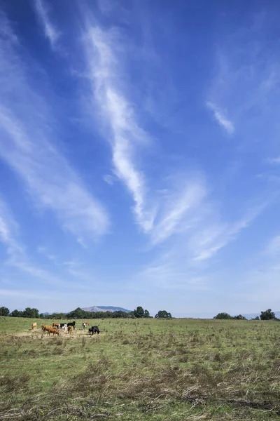 Rinderherde weidet unter blauem Himmel — Stockfoto
