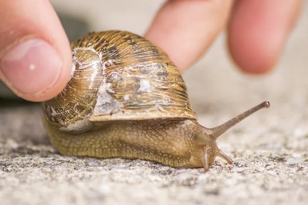 Slak vingergreep — Stockfoto