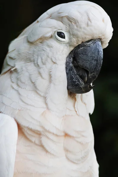 Papagaio-da-cacatua-molucano Fotografias De Stock Royalty-Free