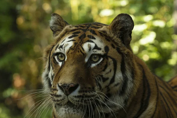 Închiderea Tigrului Asiatic — Fotografie, imagine de stoc