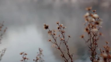 sabah sis yakın ölü bitki