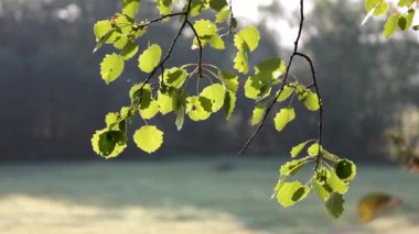 Rüzgar'ın kavak şubesine
