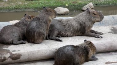 Hayvanat Bahçesi - hydrochoerus hydrochaeris Capibara