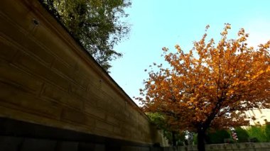 sonbahar ağaçtan düşen yaprakları ve gökyüzü için rezervasyon kaydır