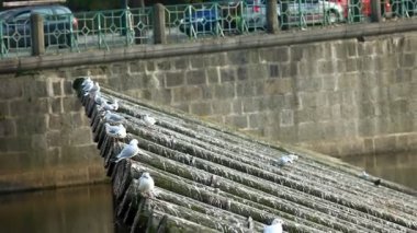 Martılar Prag'da vltava ahşap riverside dışarı sinek