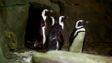 pengueni Hayvanat Bahçesi