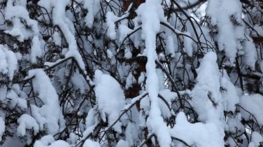 köknar kar altında üzerinde tava