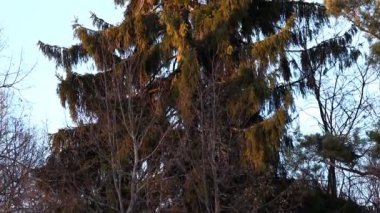 Panorama kış kozalaklı rüzgarlı akşam üzerinde