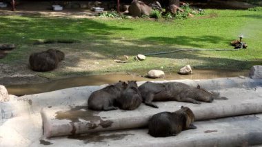 klein paard lopen in dierentuin