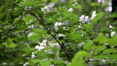 elma çiçeği çiçek