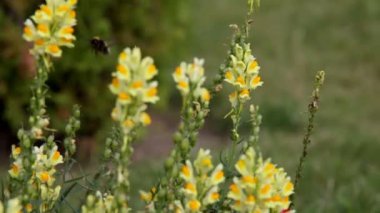 aslanağzı majus ve bumblebee dışarı uçarak