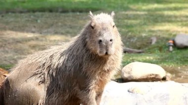 Hayvanat Bahçesi - hydrochoerus hydrochaeris Capibara