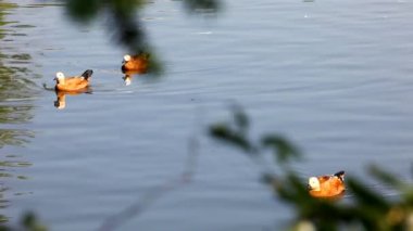Mandarin ördeği gölette glide