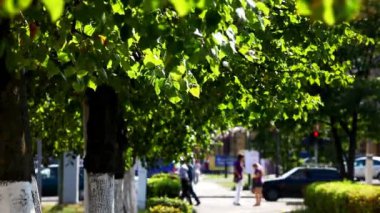 Yaz sokak yeşil ağaçlar