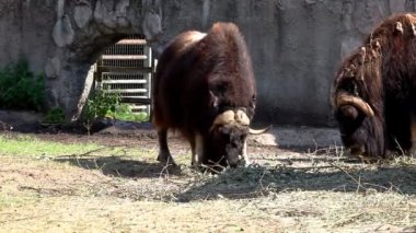 Misk öküzü Hayvanat Bahçesi - ovibos moschatus feed
