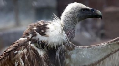 Griffin akbaba açık kanadı