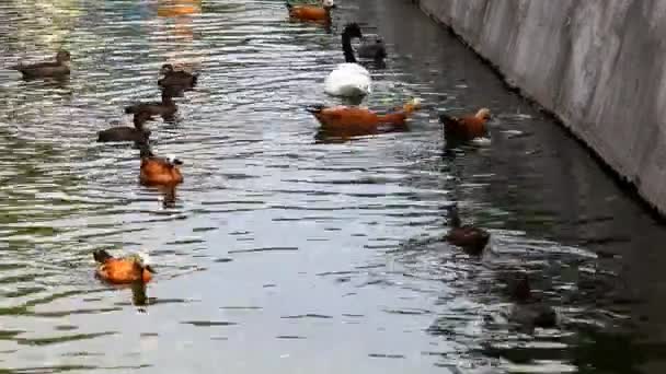 Busty anna snow Redhead swan video