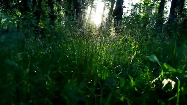 En el bosque — Vídeo de stock