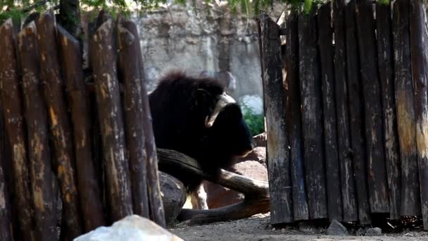 Wół piżmowy stoją w pobliżu ogrodzenia z drewna w zoo — Wideo stockowe