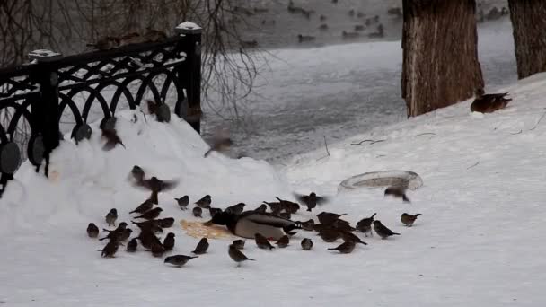 Pato y gorrión se alimentan de nieve — Vídeo de stock