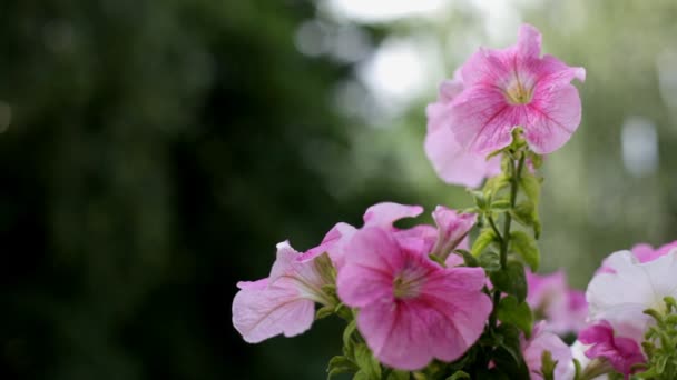 Szeles, napsütéses reggel közelről Petunia virág — Stock videók