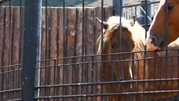 Un par de caballos en el zoológico — Vídeos de Stock