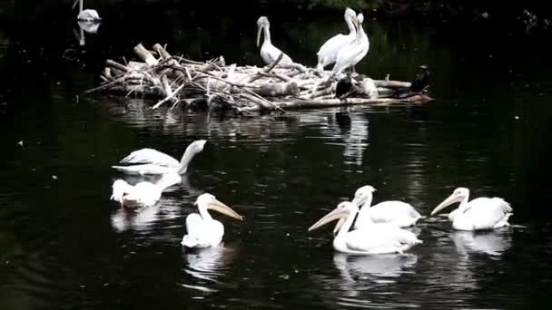 Pelikán klouzat na vodě se zrcadlem v zoo rybníku