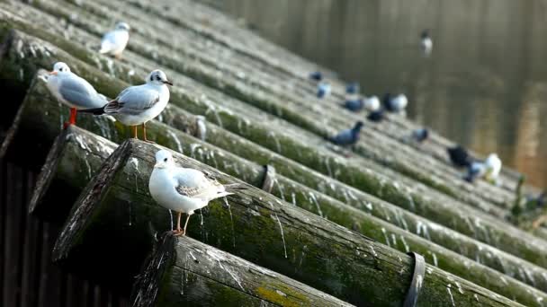 As gaivotas sentam-se à beira do rio vltava em praga — Vídeo de Stock