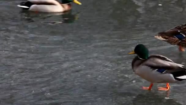 Les canards nagent sur le lac d'hiver — Video