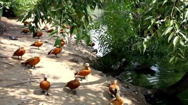 Мандаринская утка на берегу реки — стоковое видео