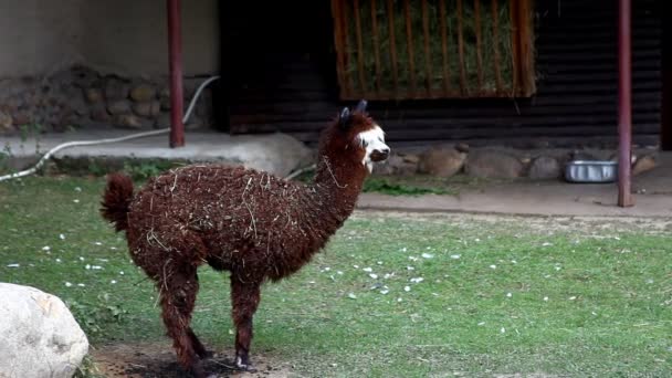 Brown lama alpaca lie on grass — Stock Video