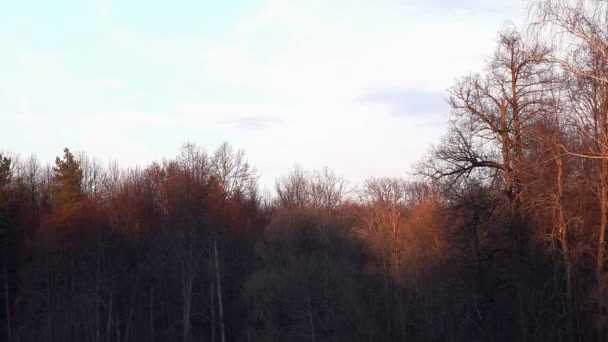 Ηλιοβασίλεμα στο χιόνι δάσος χρονική — Αρχείο Βίντεο