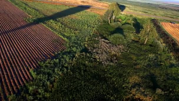 Вейв з повітряної кулі на полі і схід сонця — стокове відео
