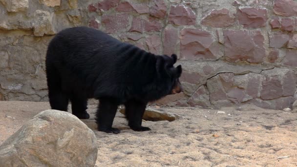 Paseo del oso del Himalaya en el zoológico — Vídeos de Stock