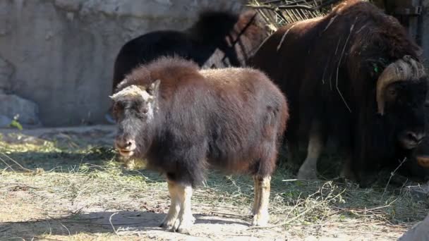 Boeuf musqué promenade dans le zoo 