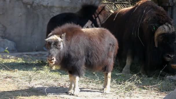 Wół piżmowy chodzić w zoo — Wideo stockowe