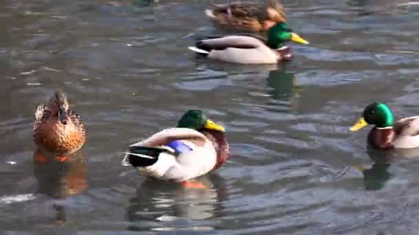 Patos caminham no gelo — Vídeo de Stock