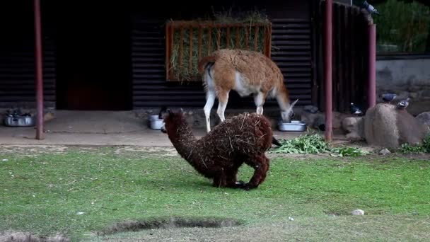 Lama glama marche dans le zoo 