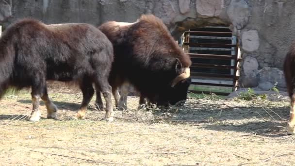 Muskusos feed in dierentuin - ovibos moschatus — Stockvideo