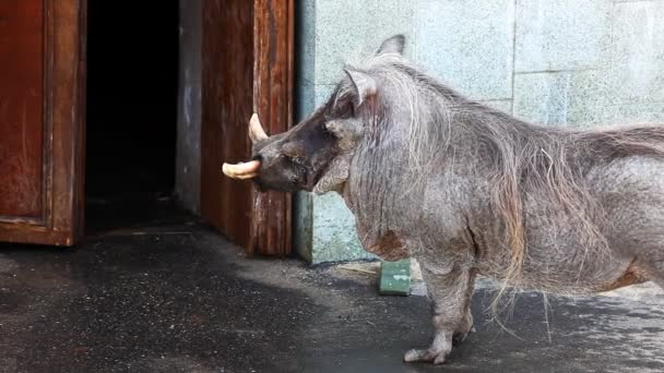 Porc à verrues dans le zoo — Video