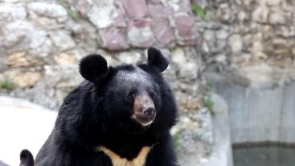 Himalayan bear wait for food in zoo — Stock Video