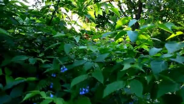 Casserole du buisson au coucher du soleil du village — Video